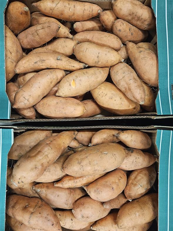 Søde kartofler 6 kg.