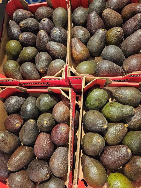 Avocado 16 stk.