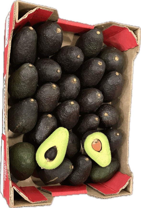Avocado 24 stk.