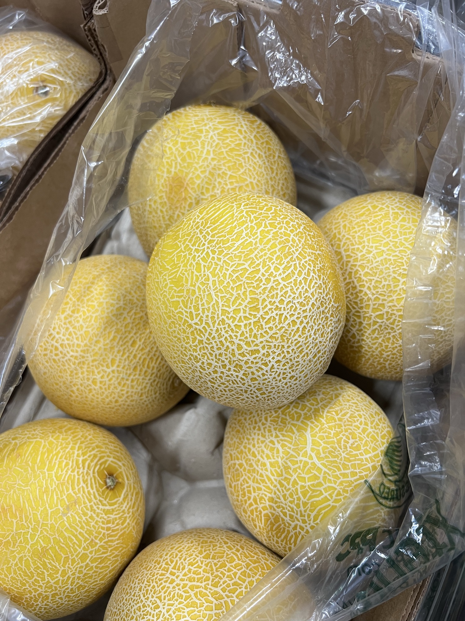 Galia melon